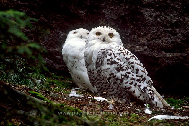 Snowy Owl (Nyctea scandiaca) - Harfang des neiges - 21248