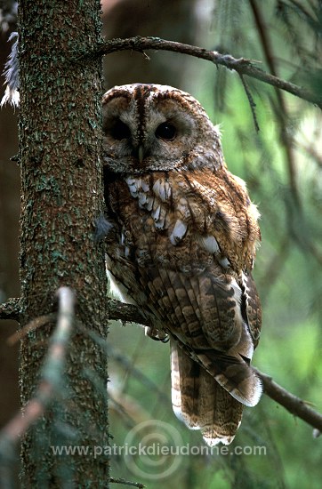 Tawny Owl (Strix aluco) - Chouette hulotte - 21249