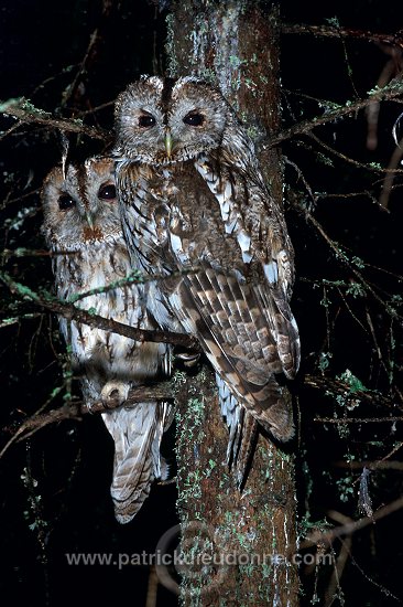 Tawny Owl (Strix aluco) - Chouette hulotte - 21250