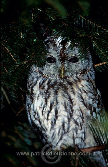 Tawny Owl (Strix aluco) - Chouette hulotte - 21251