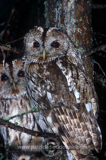 Tawny Owl (Strix aluco) - Chouette hulotte - 21252