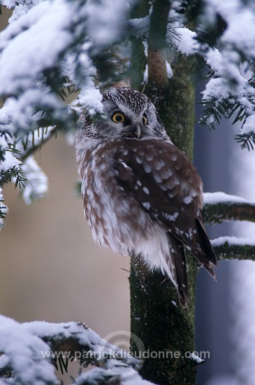 Tengmalm's Owl (Aegolius funereus) - Chouette de Tengmalm - 21254