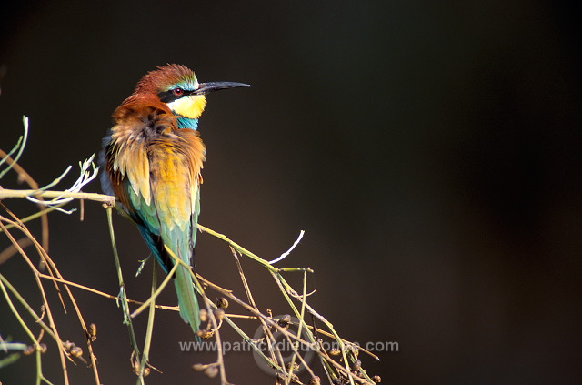 European Bee-eater (Merops apiaster) - Guepier d'Europe - 21266