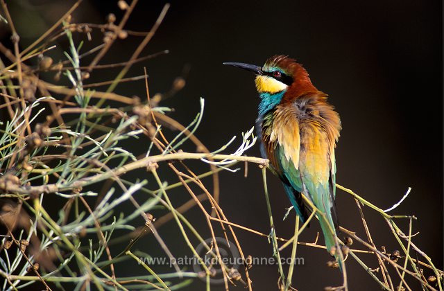 European Bee-eater (Merops apiaster) - Guepier d'Europe - 21267