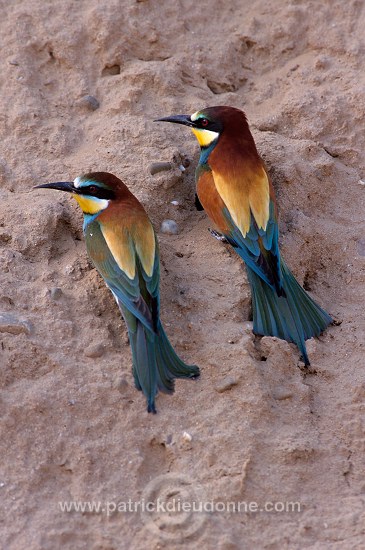 European Bee-eater (Merops apiaster) - Guepier d'Europe - 21268