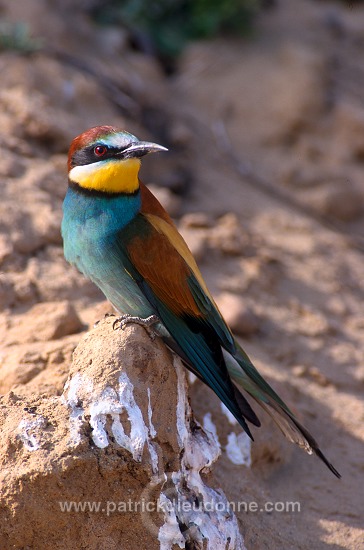 European Bee-eater (Merops apiaster) - Guepier d'Europe - 21270