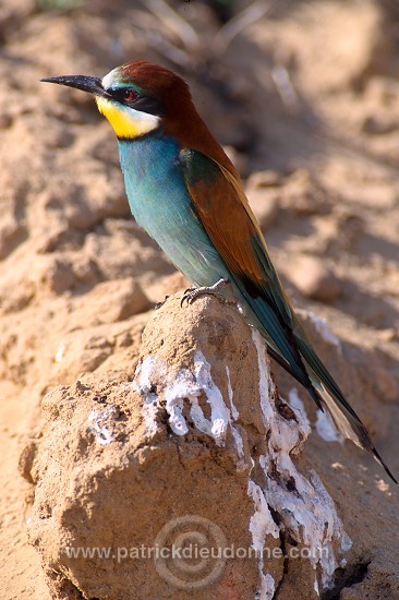 European Bee-eater (Merops apiaster) - Guepier d'Europe - 21271