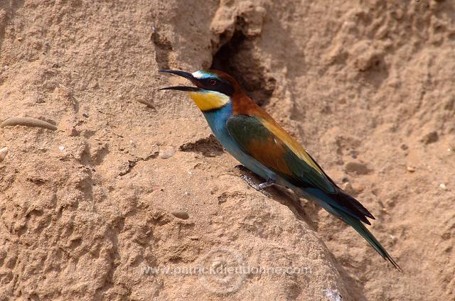 European Bee-eater (Merops apiaster) - Guepier d'Europe - 21273