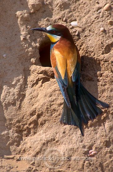 European Bee-eater (Merops apiaster) - Guepier d'Europe - 21274