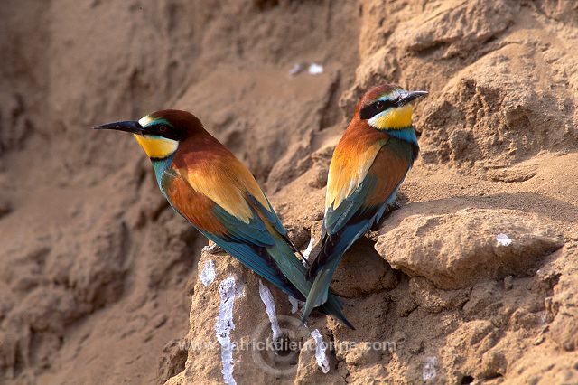 European Bee-eater (Merops apiaster) - Guepier d'Europe - 21275