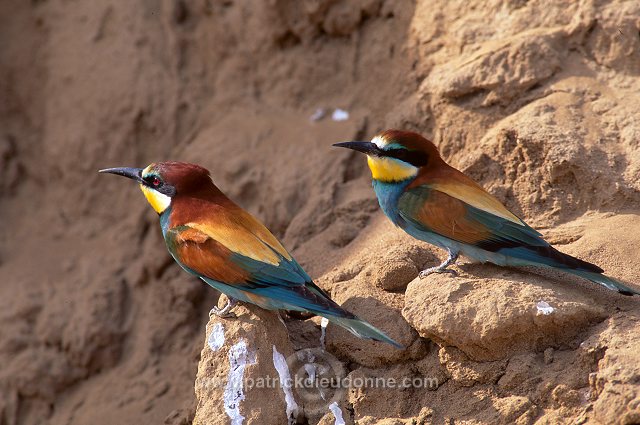 European Bee-eater (Merops apiaster) - Guepier d'Europe - 21276