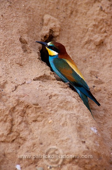 European Bee-eater (Merops apiaster) - Guepier d'Europe - 21280