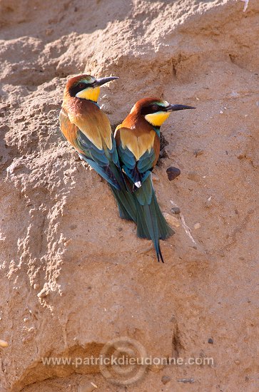 European Bee-eater (Merops apiaster) - Guepier d'Europe - 21281