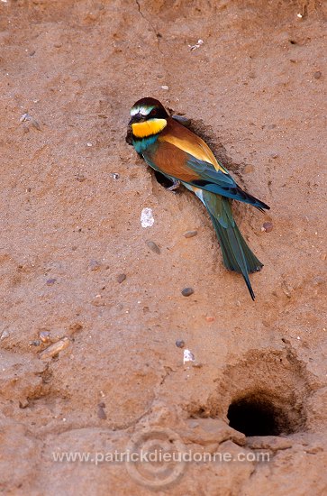 European Bee-eater (Merops apiaster) - Guepier d'Europe - 21282