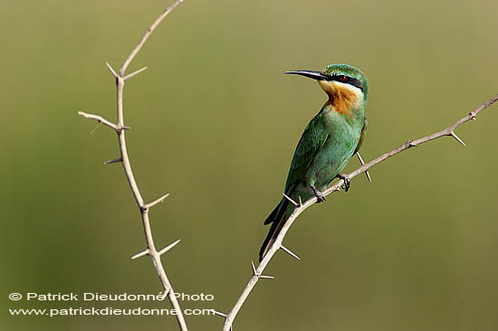 Blue-cheeked Bee-eater (Merops superciliosus) Guêpier de Perse (10573)