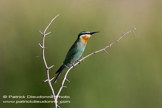 Blue-cheeked Bee-eater (Merops superciliosus) Guêpier de Perse (10574)