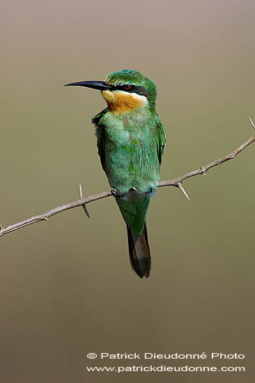 Blue-cheeked Bee-eater (Merops superciliosus) Guêpier de Perse (10575)