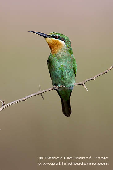 Blue-cheeked Bee-eater (Merops superciliosus) Guêpier de Perse (10576)