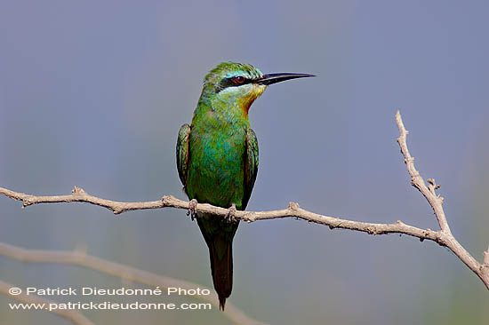 Blue-cheeked Bee-eater (Merops superciliosus) Guêpier de Perse 10577