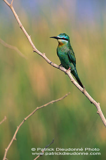 Blue-cheeked Bee-eater (Merops superciliosus) Guêpier de Perse (10918)