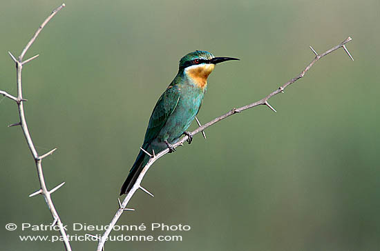 Blue-cheeked Bee-eater (Merops superciliosus) Guêpier de Perse (10919)