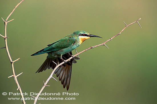 Blue-cheeked Bee-eater (Merops superciliosus) Guêpier de Perse (10920)