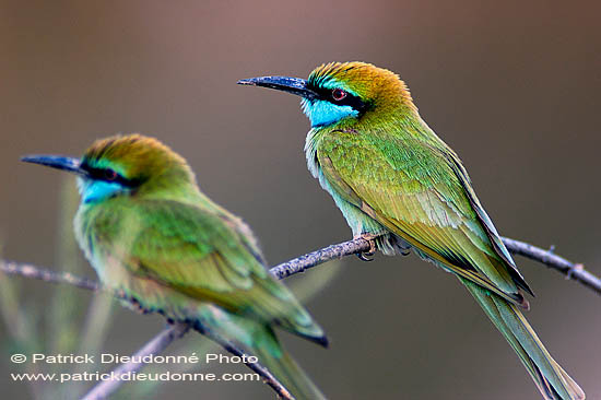 Little Green Bee-eater (Merops orientalis) - Guêpier d'Orient  10579