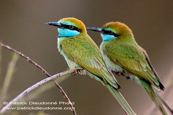 Little Green Bee-eater (Merops orientalis) - Guêpier d'Orient  10580