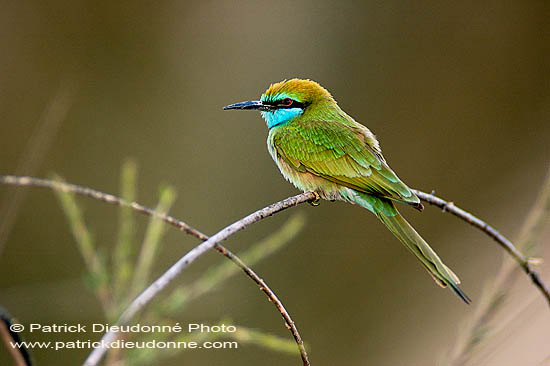 Little Green Bee-eater (Merops orientalis) - Guêpier d'Orient  10581