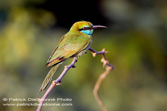 Little Green Bee-eater (Merops orientalis) - Guêpier d'Orient  10582