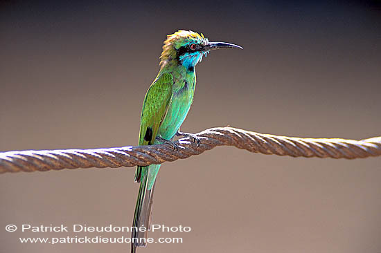 Little Green Bee-eater (Merops orientalis) - Guêpier d'Orient 10921