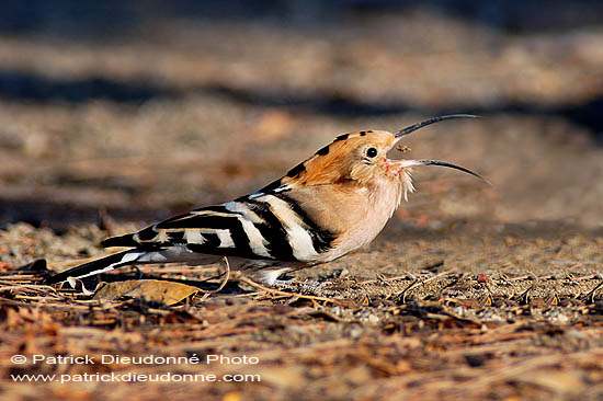 Hoopoe and prey (Upupa epops) - Huppe fasciée  10726