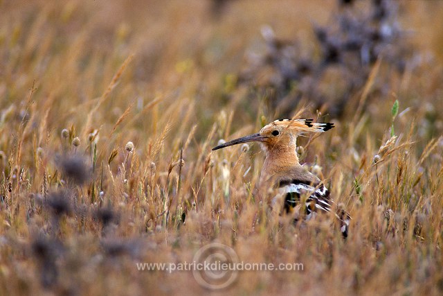 Hoopoe (Upupa epops) - Huppe fasciee - 21284