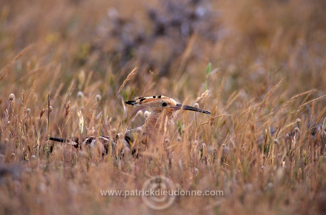 Hoopoe (Upupa epops) - Huppe fasciee - 21283