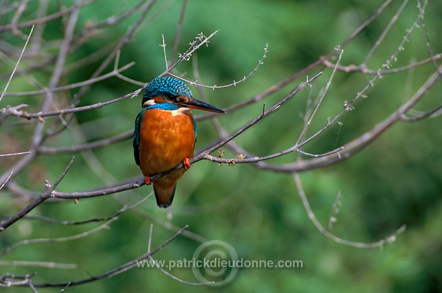 Kingfisher (Alcedo atthis) - Martin-pecheur d'Europe - 21285