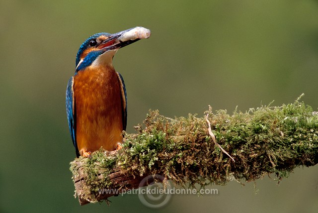 Kingfisher (Alcedo atthis) - Martin-pecheur d'Europe - 21286