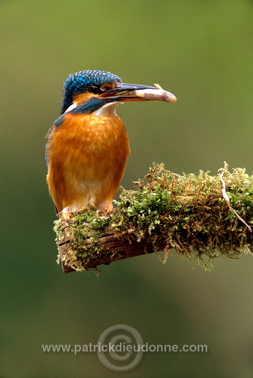 Kingfisher (Alcedo atthis) - Martin-pecheur d'Europe - 21287