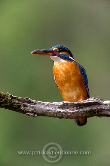 Kingfisher (Alcedo atthis) - Martin-pecheur d'Europe - 21288