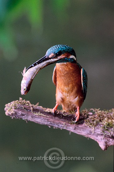 Kingfisher (Alcedo atthis) - Martin-pecheur d'Europe - 21289