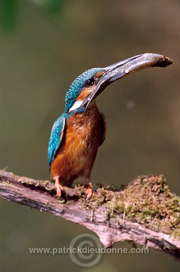 Kingfisher (Alcedo atthis) - Martin-pecheur d'Europe - 21290