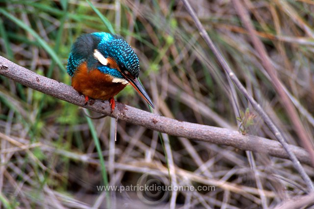 Kingfisher (Alcedo atthis) - Martin-pecheur d'Europe - 21291