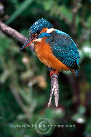 Kingfisher (Alcedo atthis) - Martin-pecheur d'Europe - 21292