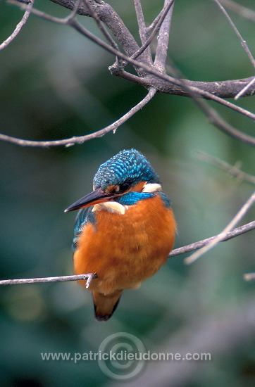 Kingfisher (Alcedo atthis) - Martin-pecheur d'Europe - 21293