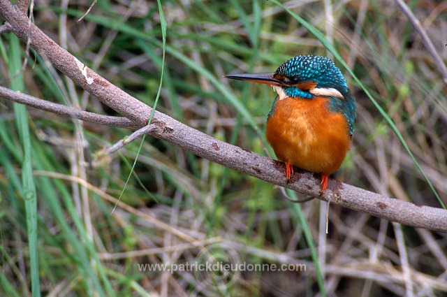 Kingfisher (Alcedo atthis) - Martin-pecheur d'Europe - 21294