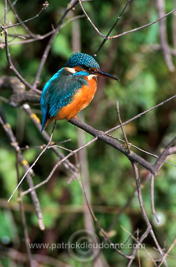 Kingfisher (Alcedo atthis) - Martin-pecheur d'Europe - 21295