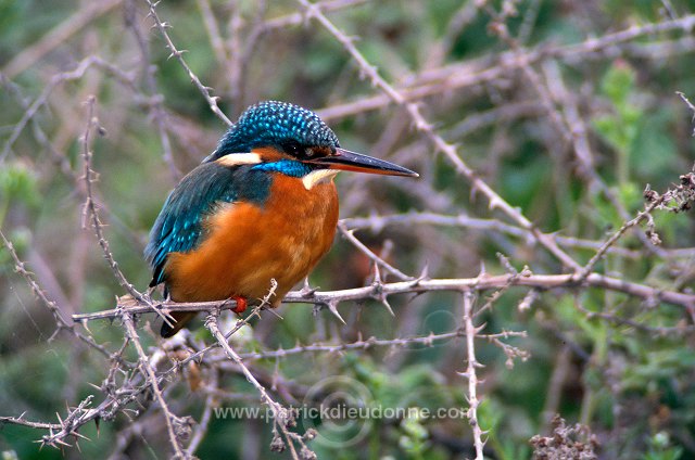 Kingfisher (Alcedo atthis) - Martin-pecheur d'Europe - 21296