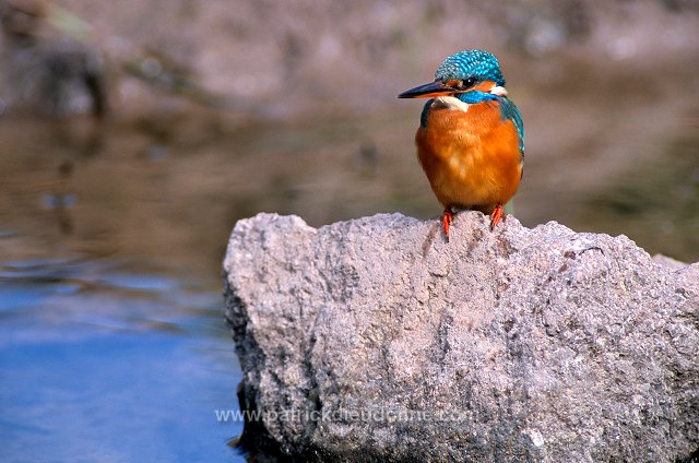 Kingfisher (Alcedo atthis) - Martin-pecheur d'Europe - 21297