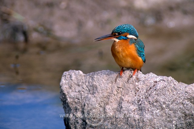 Kingfisher (Alcedo atthis) - Martin-pecheur d'Europe - 21298