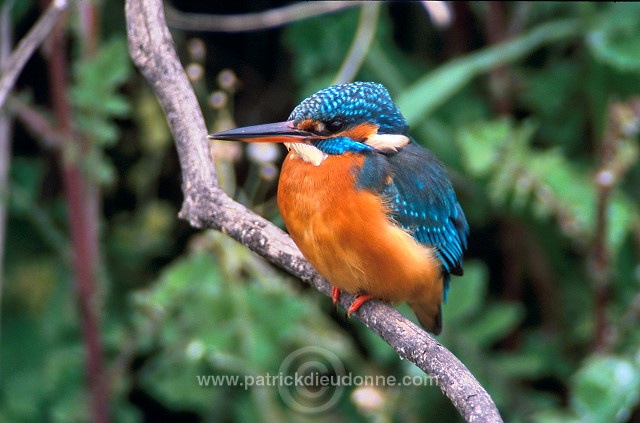 Kingfisher (Alcedo atthis) - Martin-pecheur d'Europe - 21299