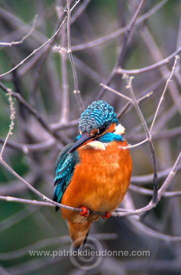 Kingfisher (Alcedo atthis) - Martin-pecheur d'Europe - 21300